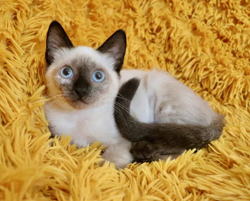 A baby medium-sized female Seal Point Siamese cat named Hazel for adoption in Saint Augustine, FL