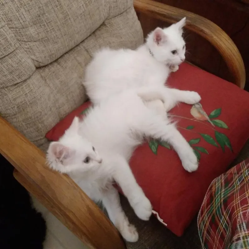 A baby small-sized male White Domestic Medium Hair cat named Lazarus for adoption in Columbia Station, OH