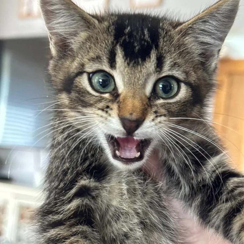 Cluck Kent thumbnail 2