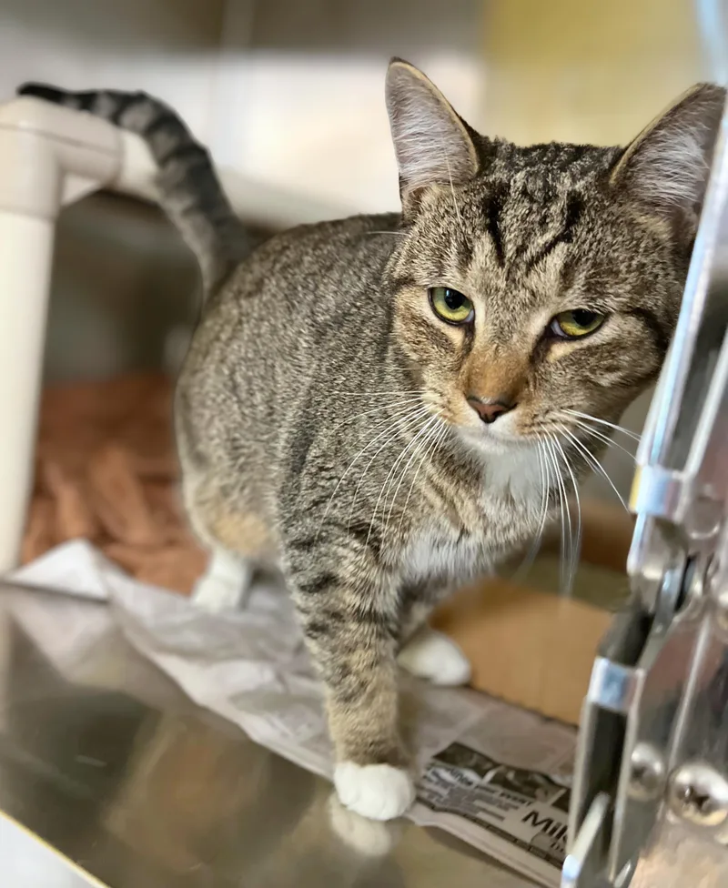 An adult medium-sized male Tabby (Brown / Chocolate) Domestic Short Hair cat named Solo for adoption in Seville, OH
