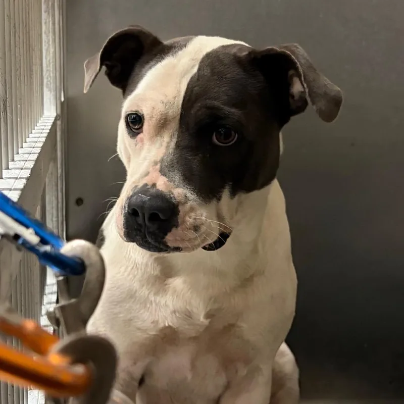 An adult medium-sized female White / Cream Mixed Breed dog named Queen for adoption in Lake Jackson, TX