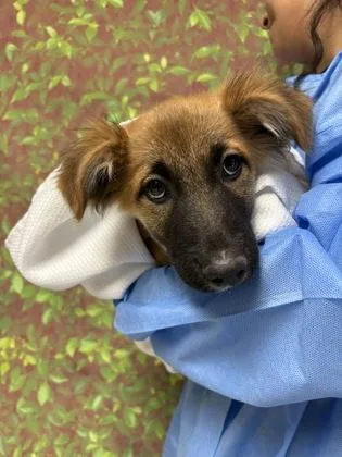 A young small-sized male Shepherd dog named Bear for adoption in San Antonio, TX