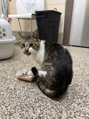 An adult medium-sized male Domestic Short Hair cat named Shilow for adoption in Westland, MI