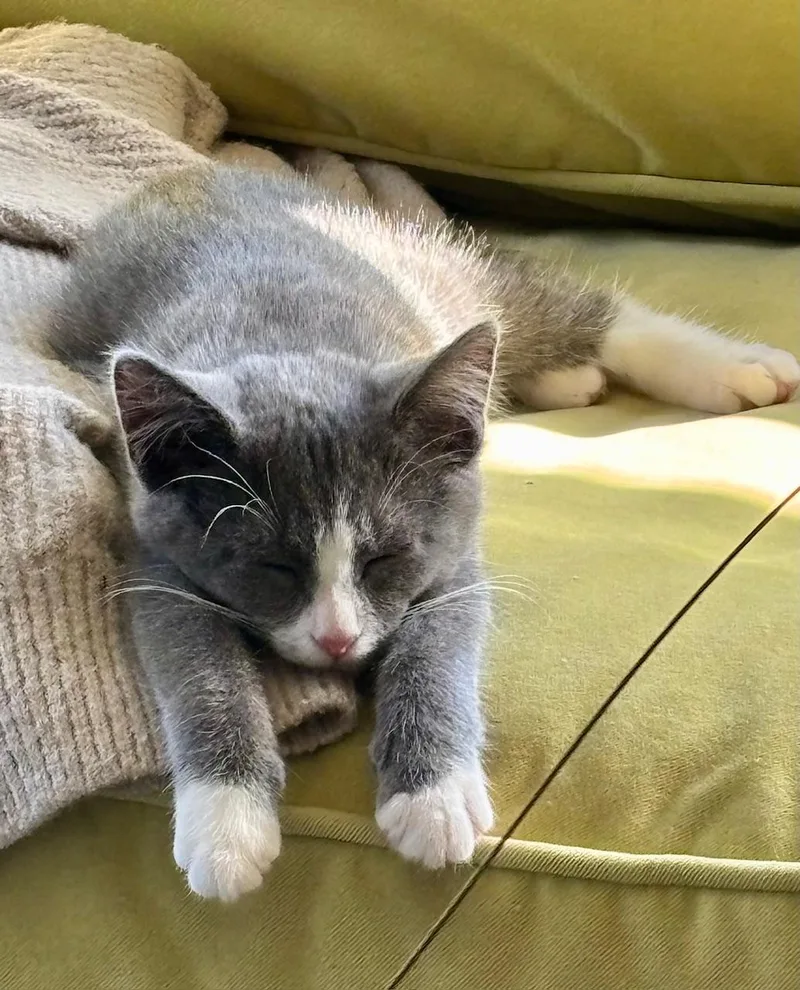 A baby small-sized male Domestic Medium Hair cat named SAM & JACKIE  for adoption in New York, NY