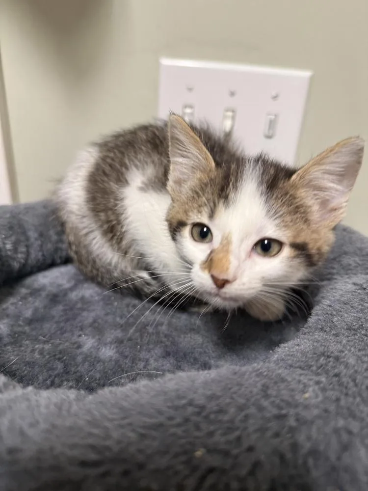 A baby small-sized female Black & White / Tuxedo Domestic Short Hair cat named Bessie Belle for adoption in Evansville, IN