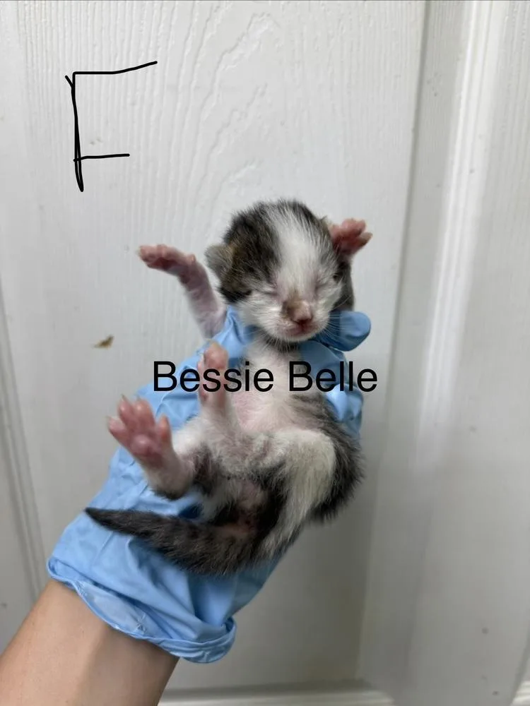 Bessie Belle thumbnail 3