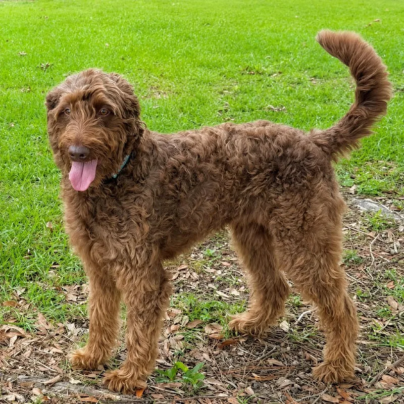 An adult medium-sized female Brown / Chocolate Poodle dog named Moxie for adoption in New Orleans, LA