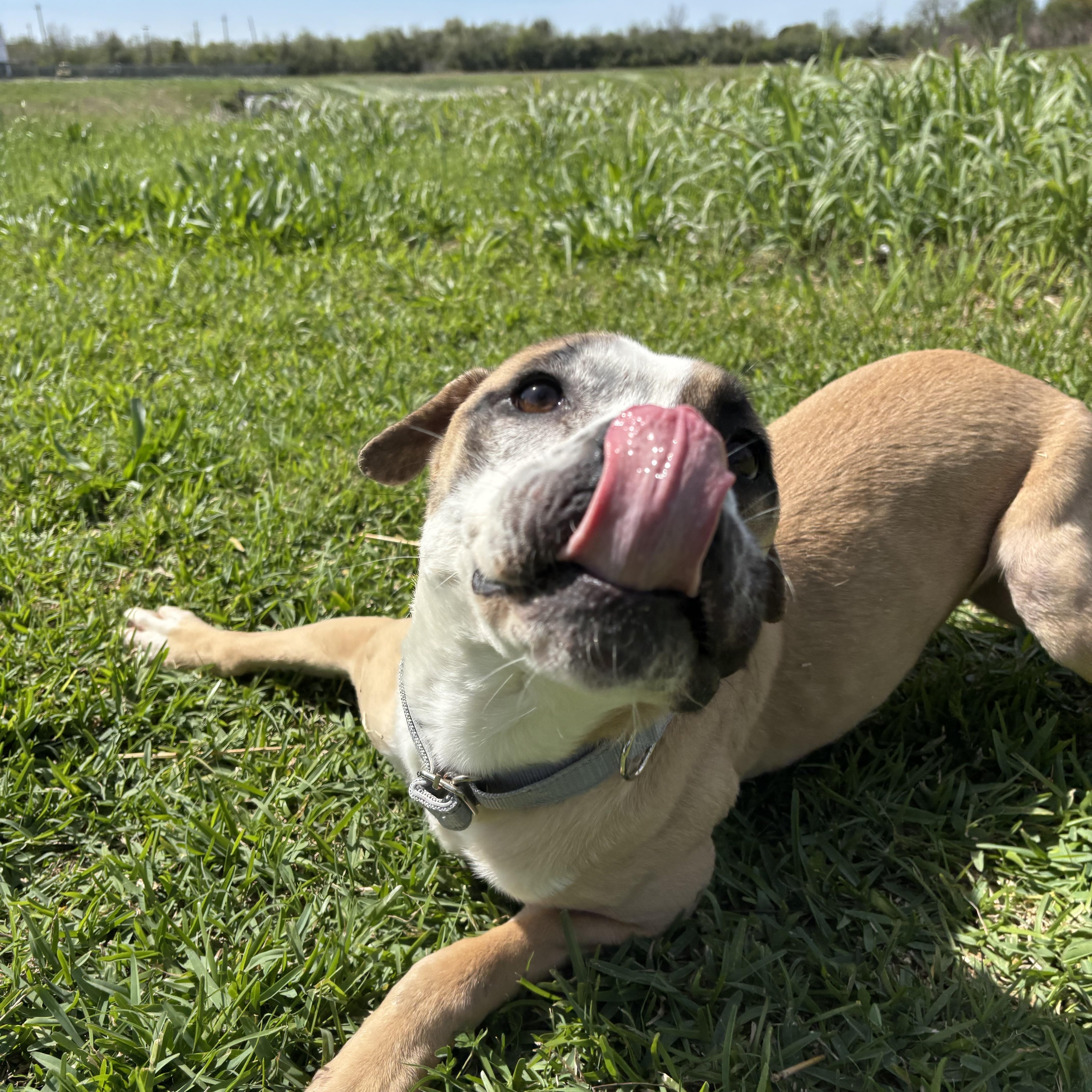 A young medium-sized male Bicolor Boxer dog named Henry for adoption in Pearland, TX
