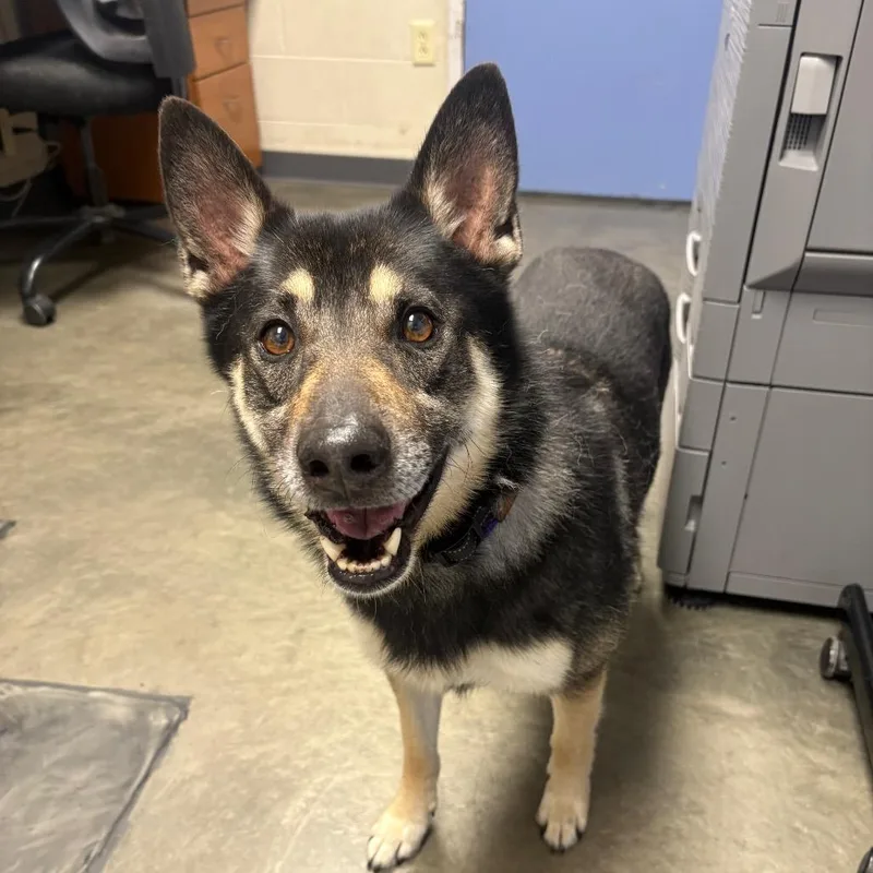 A senior medium-sized male Black Mixed Breed dog named Junior for adoption in DeKalb, IL