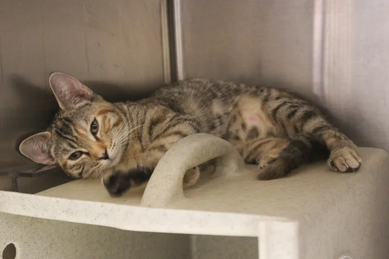 A baby medium-sized female Domestic Short Hair cat named Chaka for adoption in Yucca Valley, CA