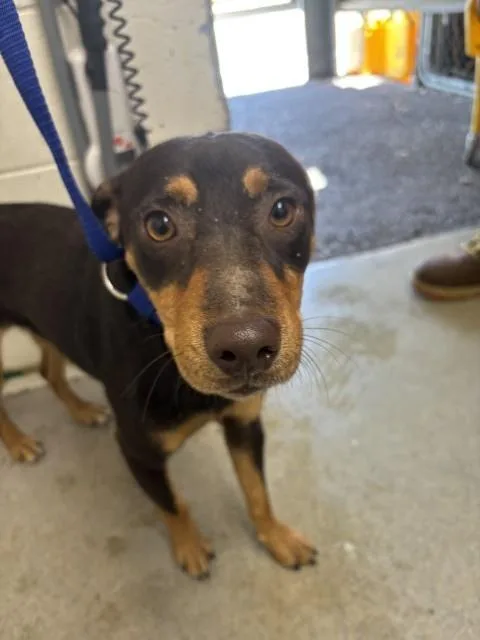 An adult small-sized male Chihuahua dog named Gabe for adoption in San Bernardino, CA