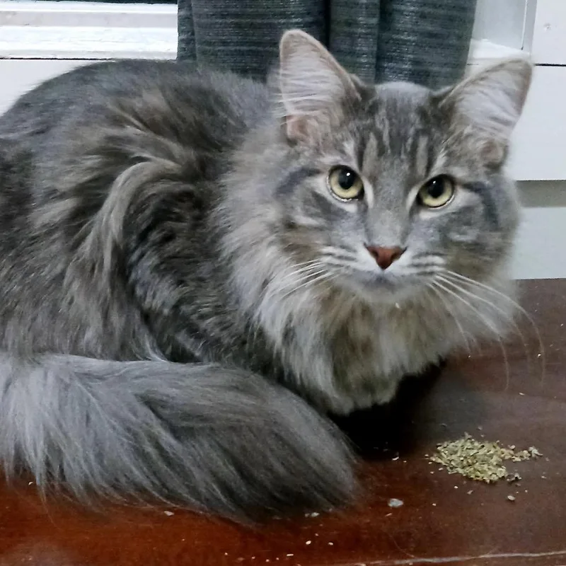 A young small-sized male Domestic Short Hair cat named Jasper for adoption in Rochester, MN