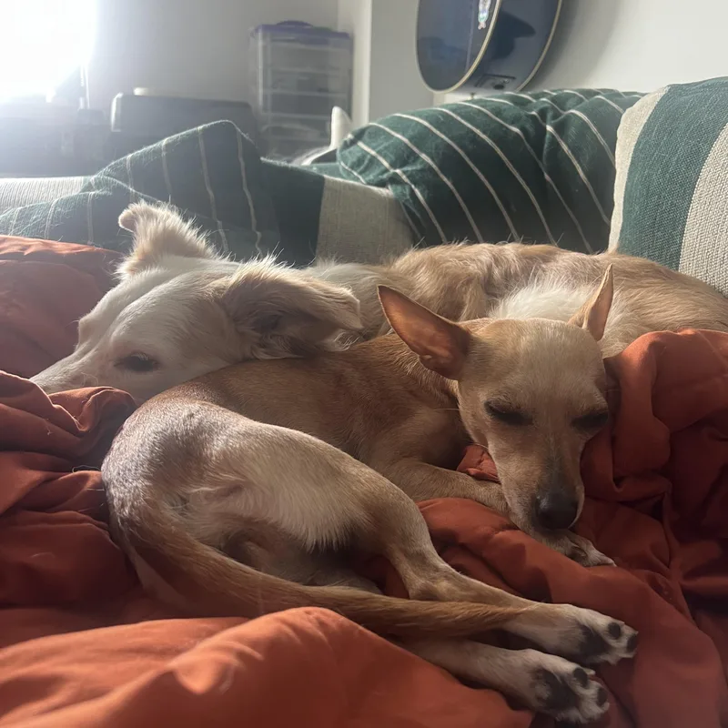 An adult small-sized female Yellow / Tan / Blond / Fawn Chihuahua dog named Lemon for adoption in Brooklyn, NY