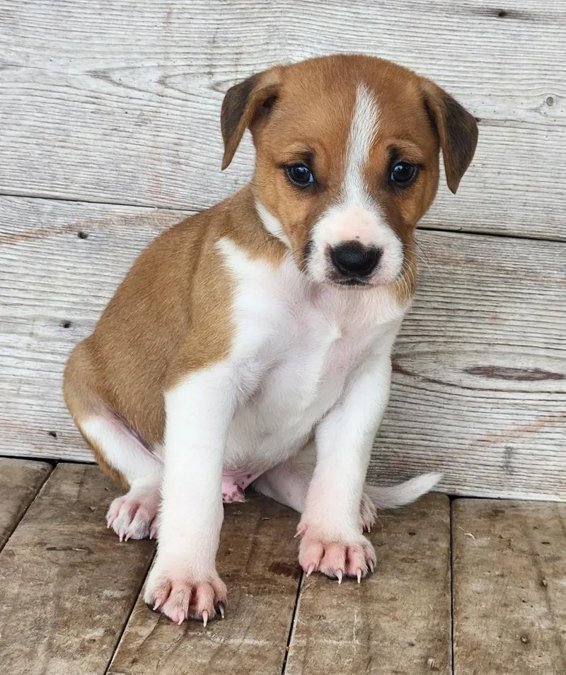 Fonzie