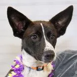 An adult medium-sized female Brown / Chocolate Mixed Breed dog named Oasis for adoption in Lansing, MI