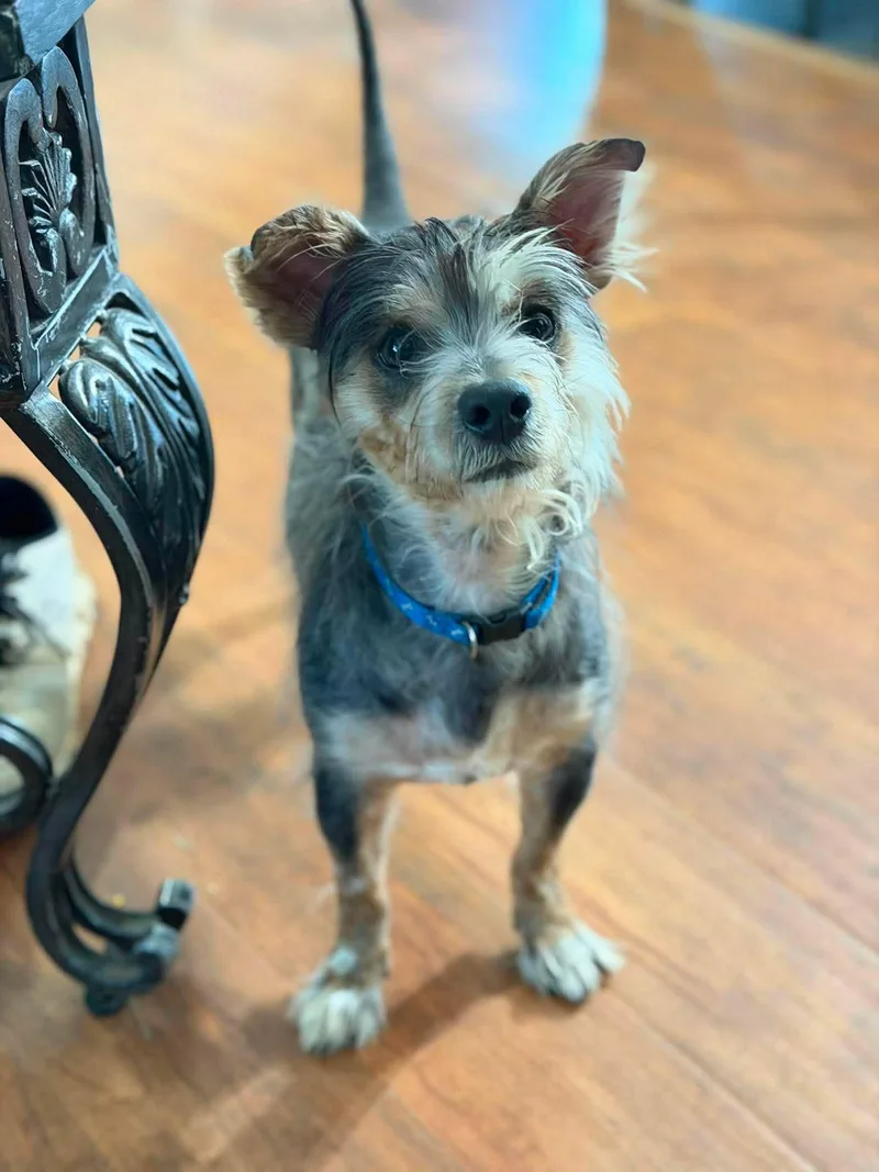 A young small-sized male Mixed Breed dog named Yoshi for adoption in Northwood, NH
