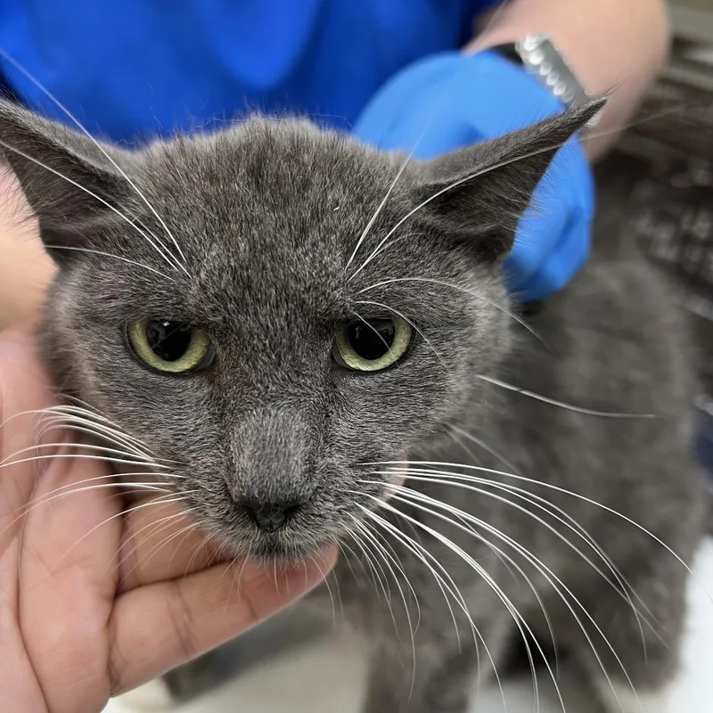 A young medium-sized female Gray / Blue / Silver Domestic Short Hair cat named Alice for adoption in Galveston, TX