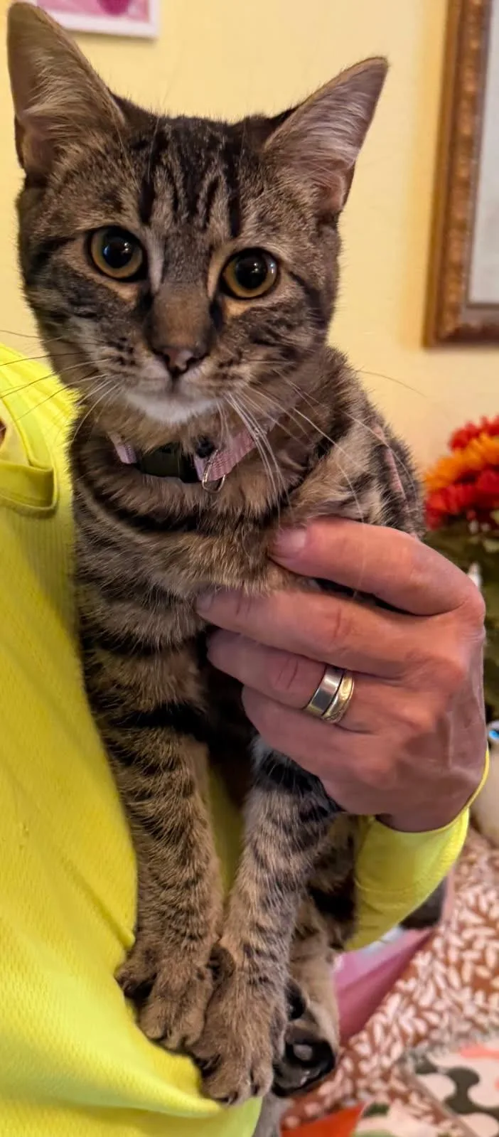A baby small-sized female Domestic Short Hair cat named Celeste for adoption in Heyburn, ID