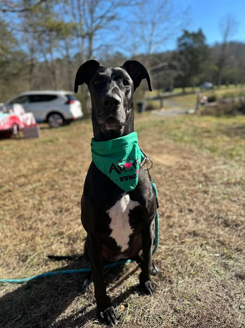 An adult extra large-sized female Great Dane dog named Millie Mae for adoption in Soddy Daisy, TN