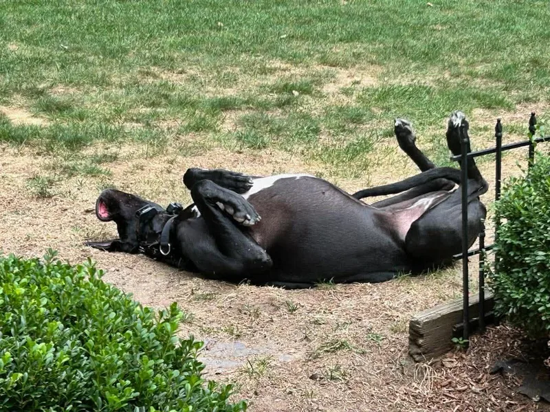 Millie Mae thumbnail 4