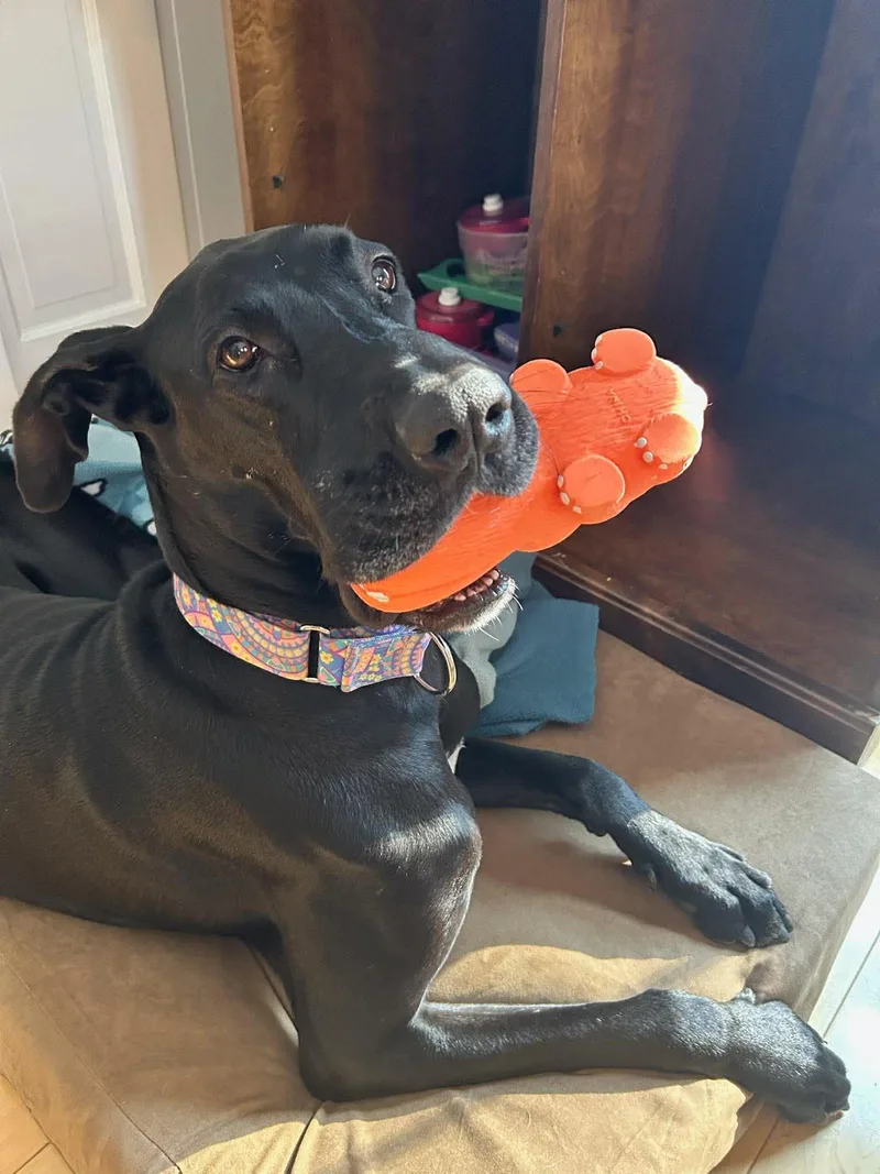 Millie Mae thumbnail 5