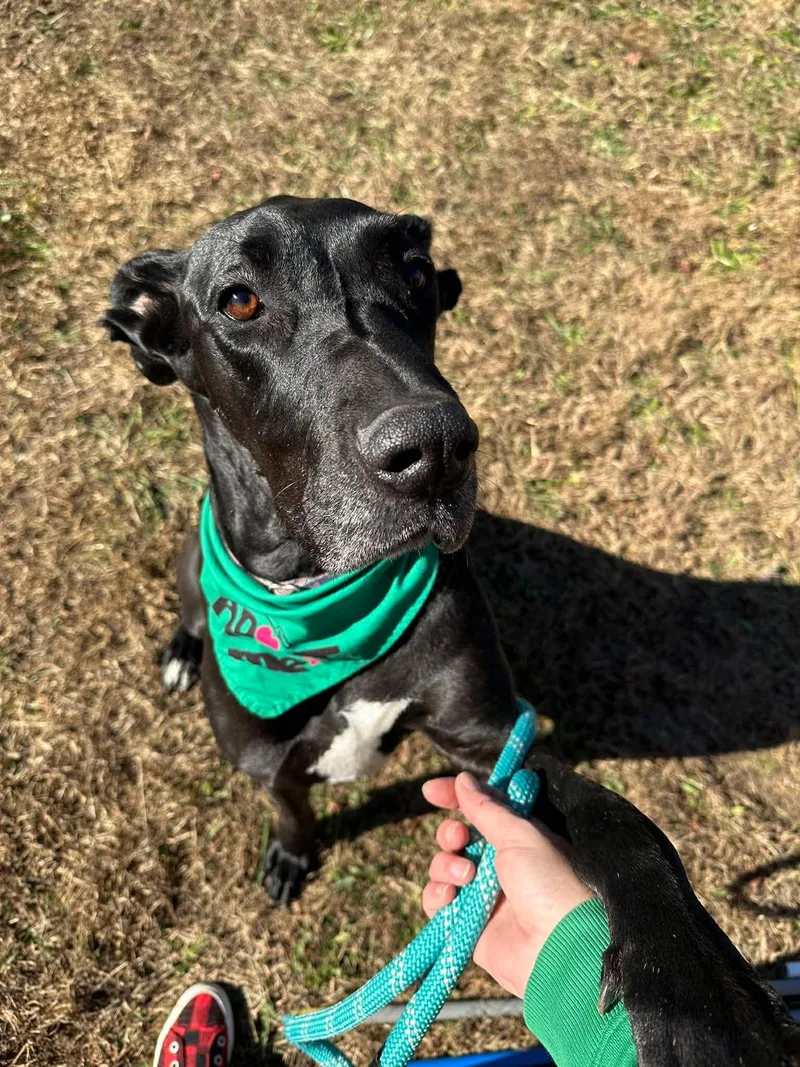 Millie Mae thumbnail 6