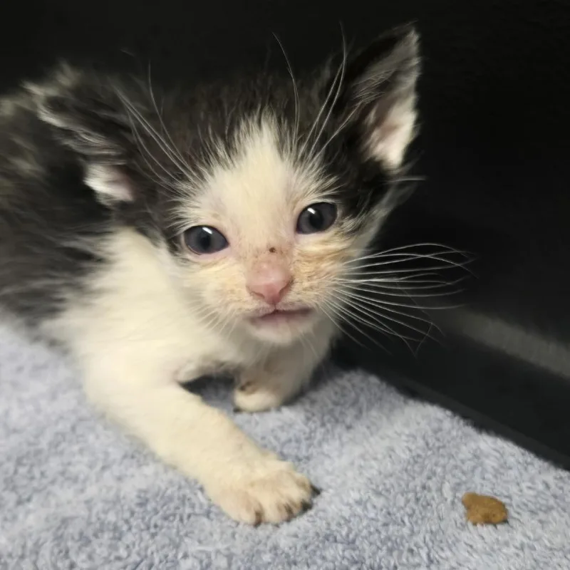 A baby small-sized female Black Domestic Short Hair cat named Pawsta for adoption in Morganton, NC