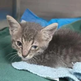 A baby small-sized male Gray / Blue / Silver Domestic Short Hair cat named Pawpaw for adoption in Fort Collins, CO