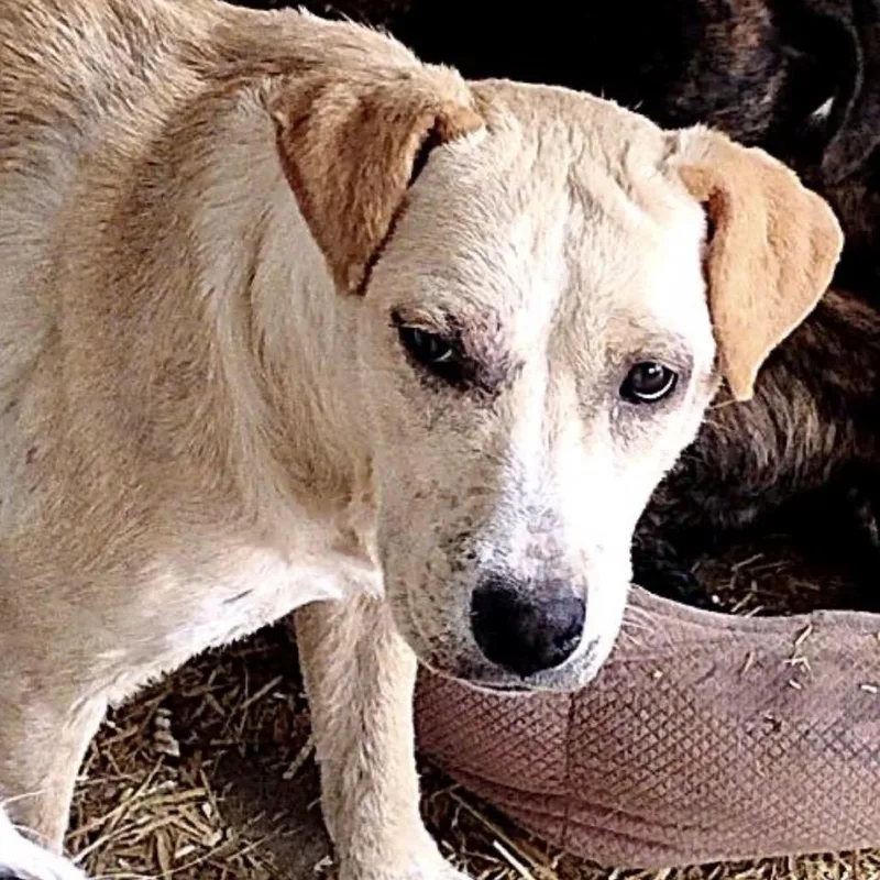 A young small-sized female Yellow / Tan / Blond / Fawn Staffordshire Bull Terrier dog named Katana for adoption in Rogersville, MO