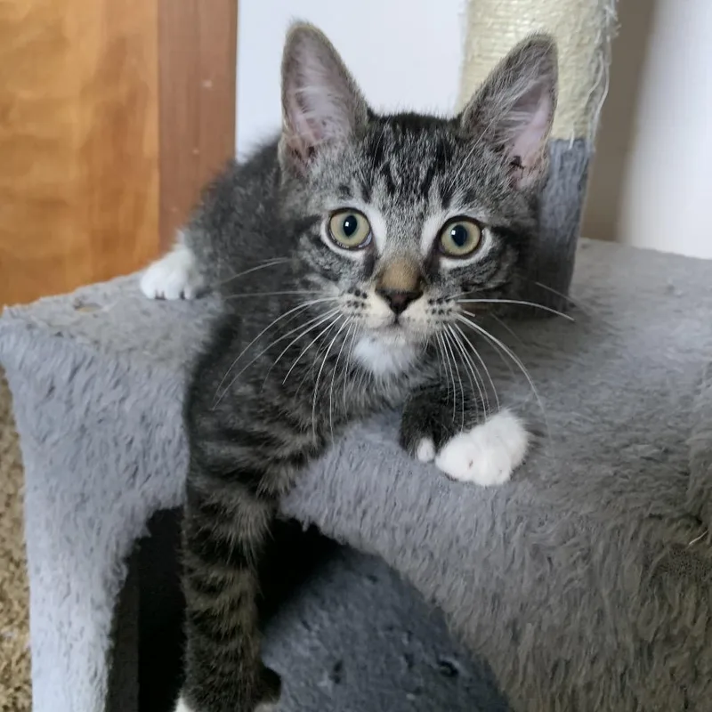 Linus