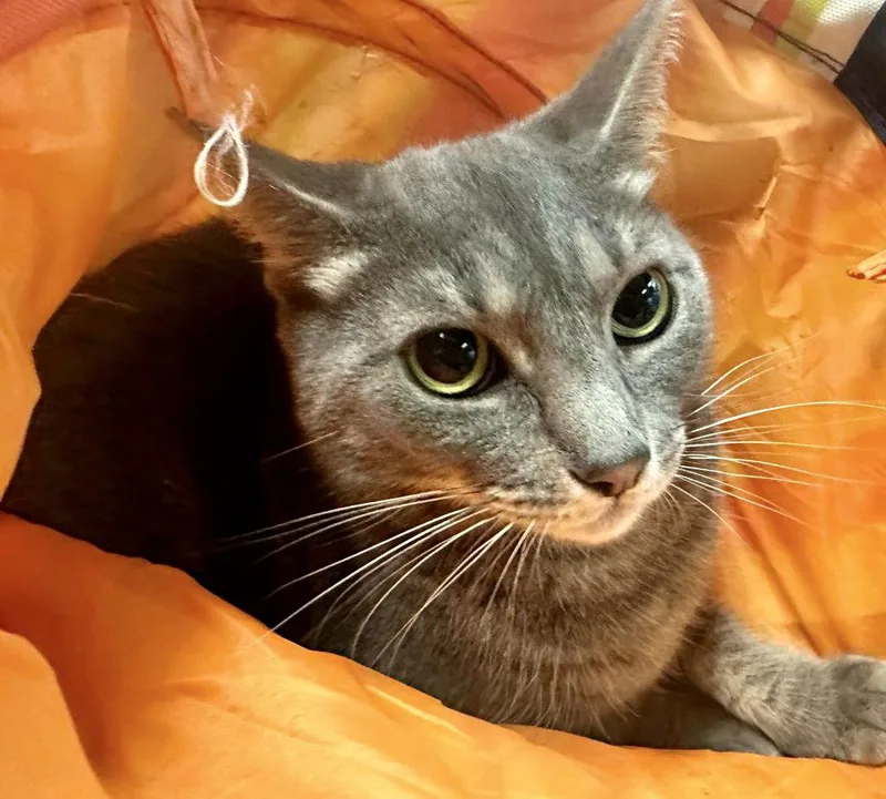 Carolina thumbnail 2