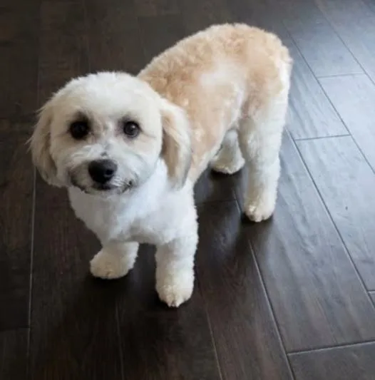 A young small-sized male Apricot / Beige Bichon Frise dog named Little Bear for adoption in Ephrata, WA