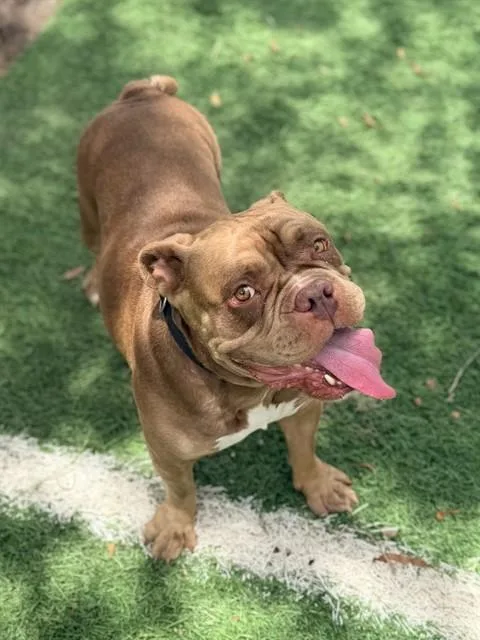 An adult medium-sized female American Bulldog dog named Canvas for adoption in Sugar Land, TX