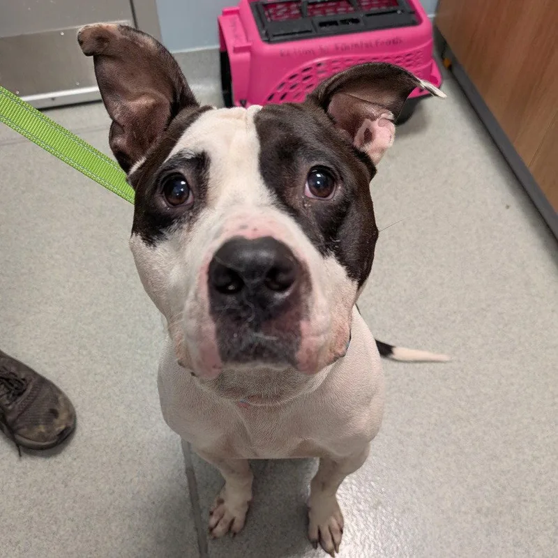 An adult medium-sized male Mixed Breed dog named Pepe for adoption in New Castle, DE