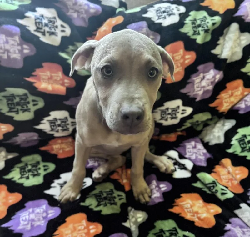 A baby medium-sized female Black Mouth Cur dog named Waffle Fry Potato for adoption in Boston, MA