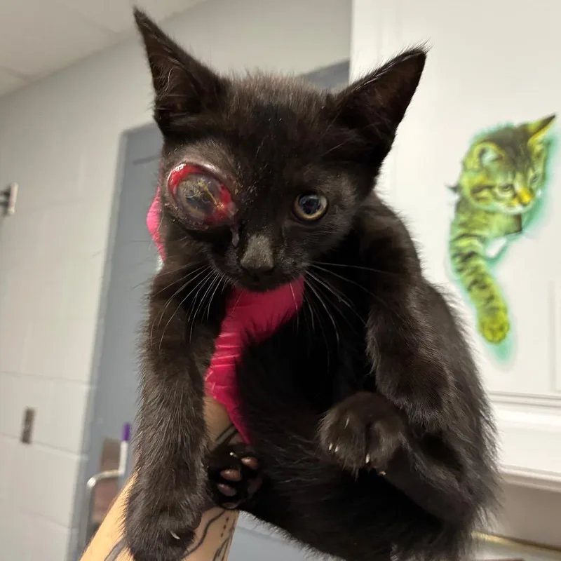 A baby small-sized female Black Domestic Short Hair cat named Cyborg for adoption in Greenville, SC