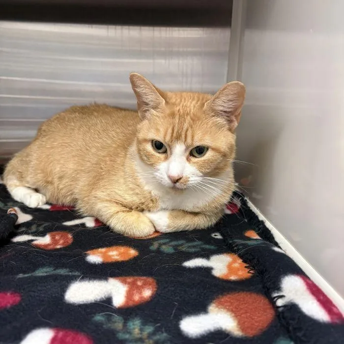 Marmalade