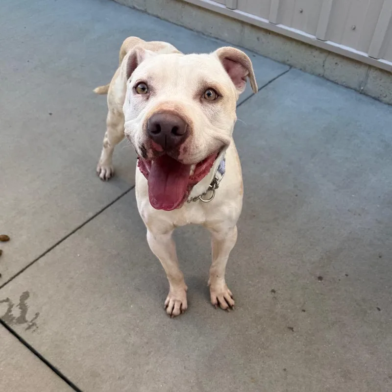An adult medium-sized male White / Cream Mixed Breed dog named Dodger for adoption in Bismarck, ND