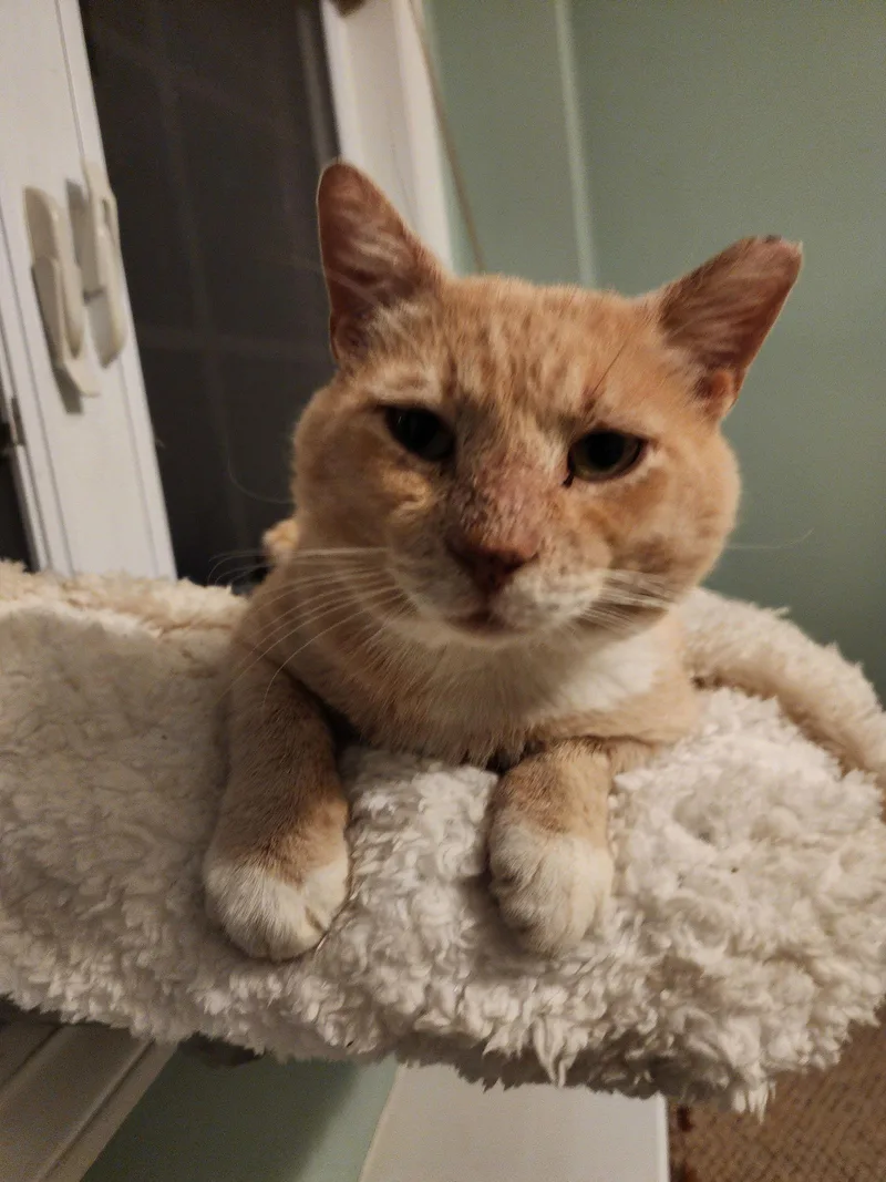 Elijahdc thumbnail 2