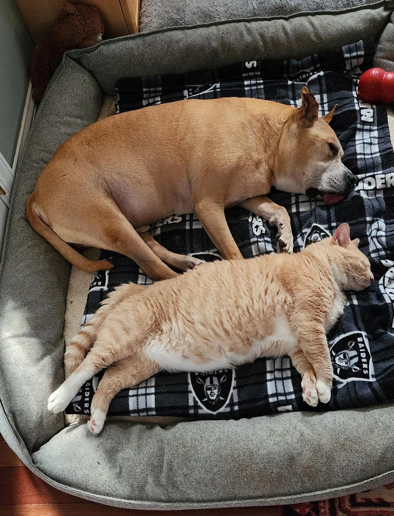 Elijahdc thumbnail 3