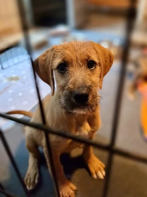 A baby medium-sized female Yellow / Tan / Blond / Fawn Goldendoodle dog named Rumba for adoption in Pittsboro, NC