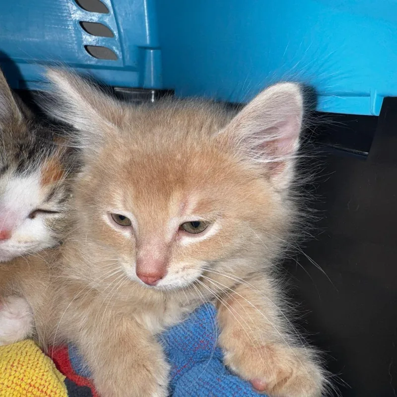 A baby small-sized male Orange / Red Domestic Short Hair cat named Zoro for adoption in Chicago, IL