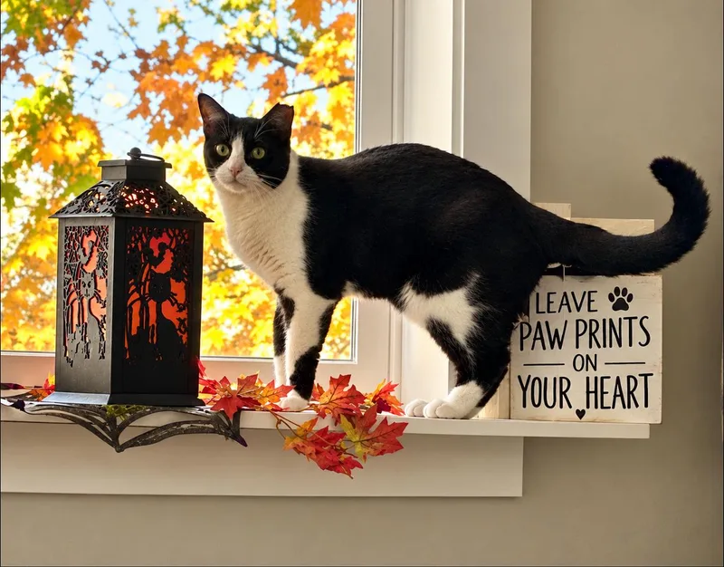 An adult medium-sized female Black & White / Tuxedo Domestic Short Hair cat named Bandit for adoption in Cincinnati, OH