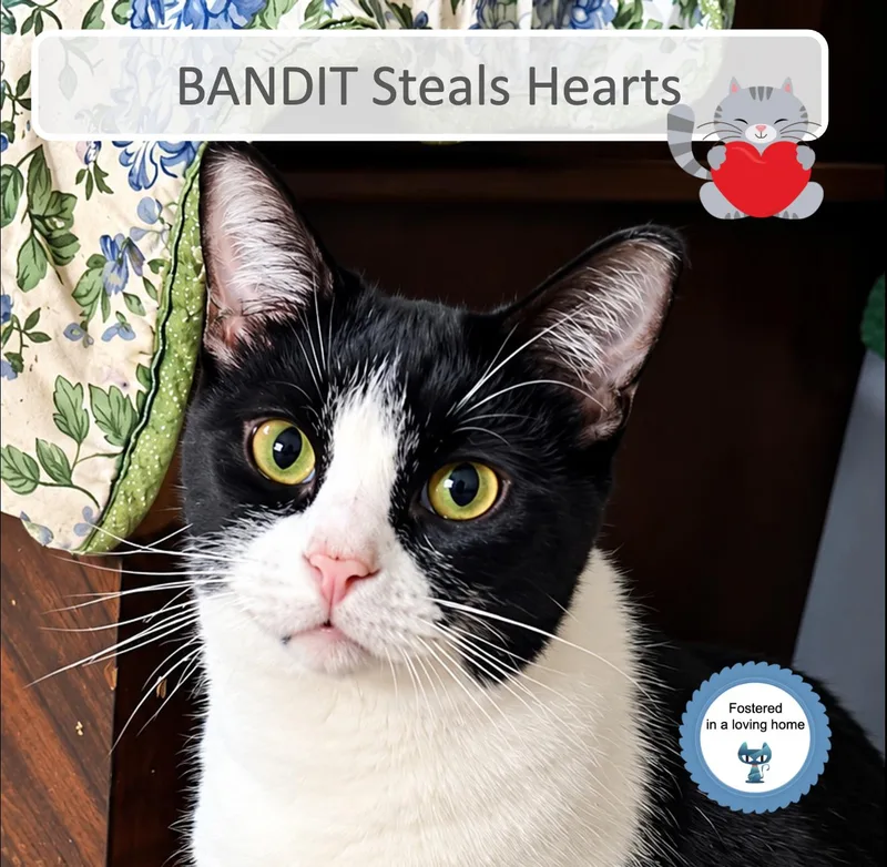 Bandit thumbnail 4