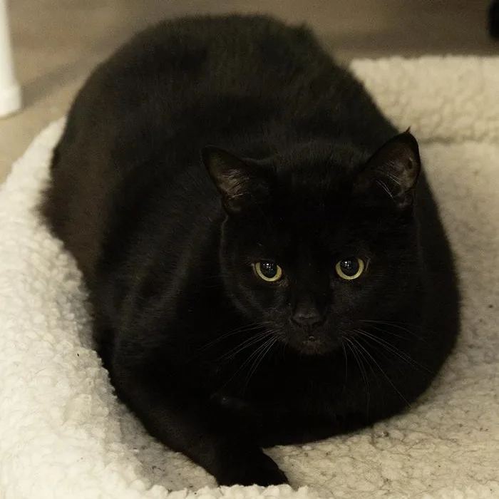 Squeaks Fat thumbnail 2