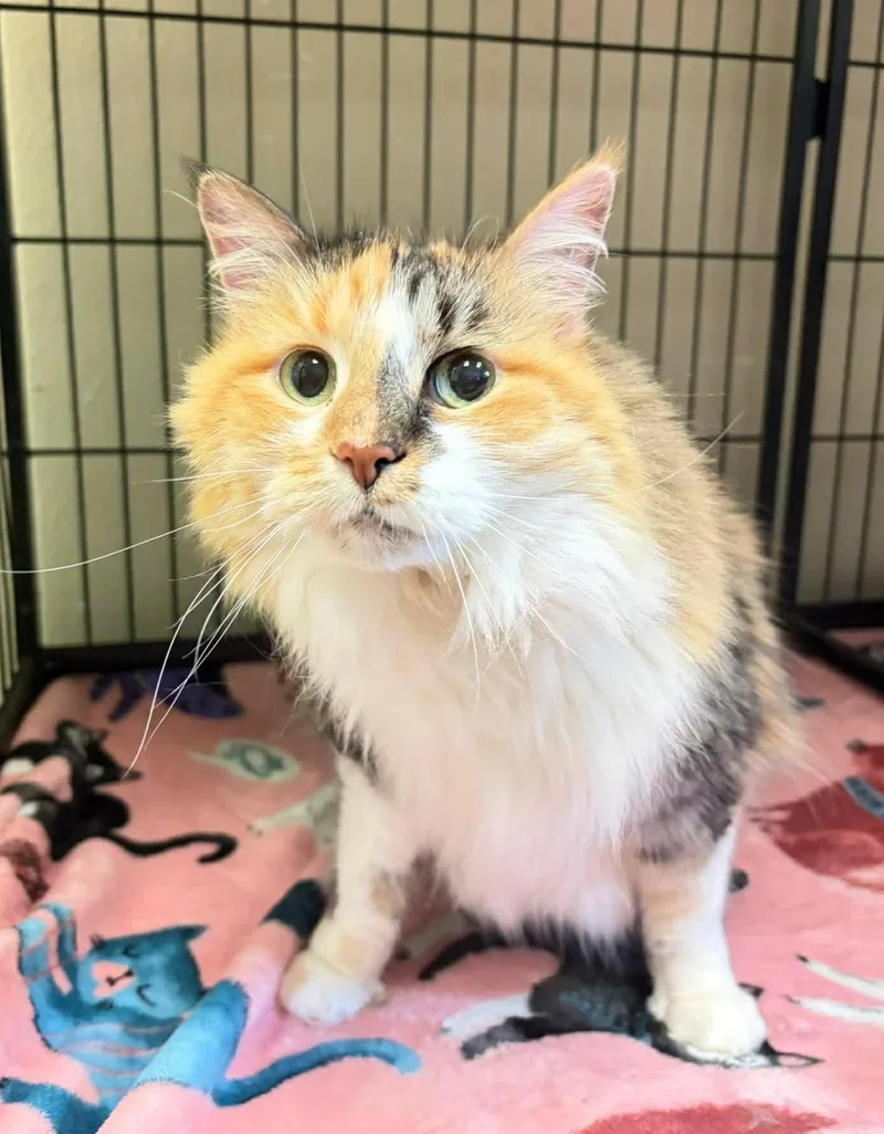 A senior medium-sized female Abyssinian cat named Shama for adoption in Rockwall, TX