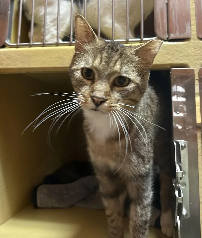 A young medium-sized male Domestic Short Hair cat named Andy Yo for adoption in Satellite Beach, FL