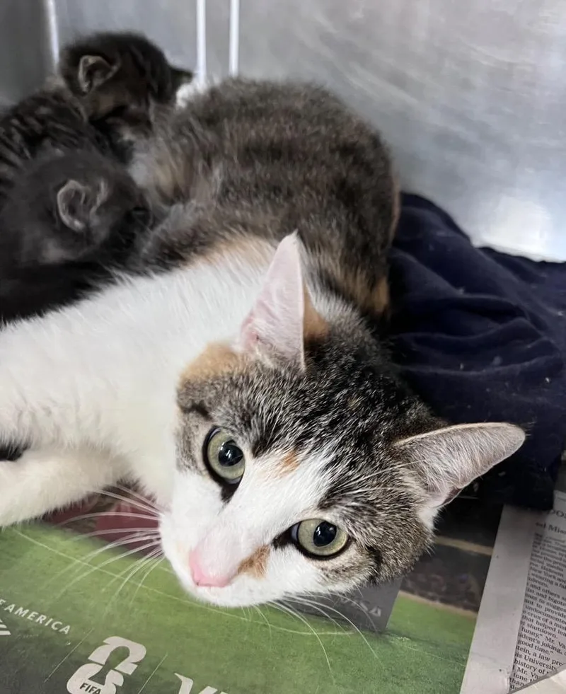 An adult medium-sized female Domestic Long Hair cat named Soft Pretzel for adoption in Cincinnati, OH
