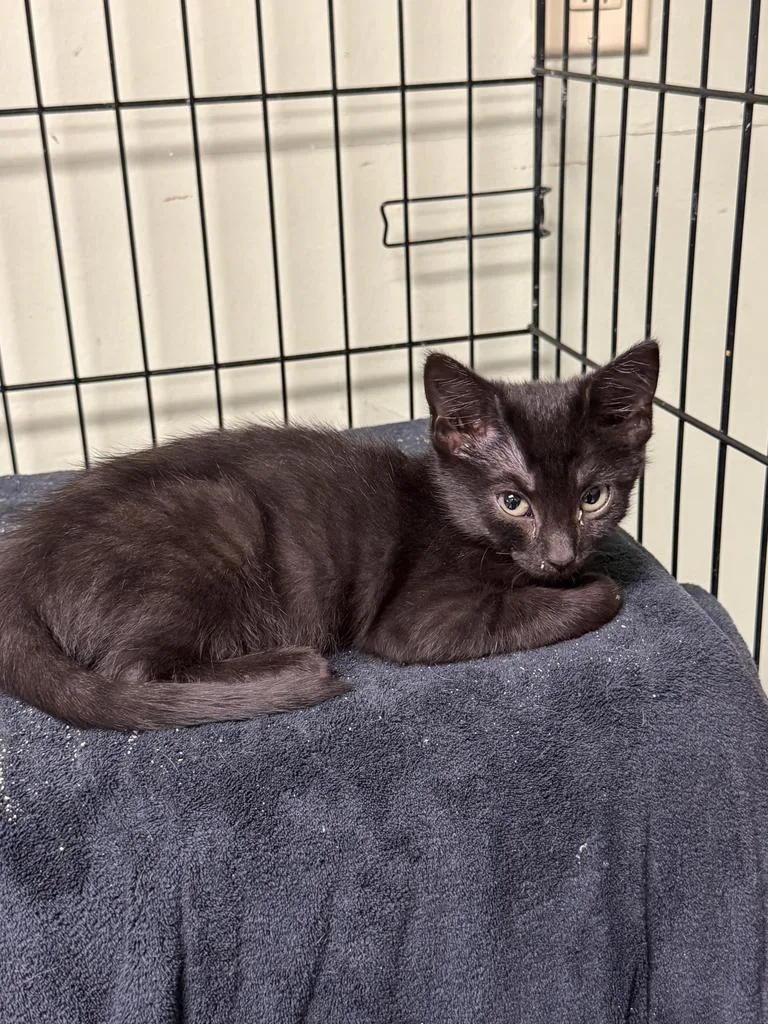 A baby medium-sized female Domestic Short Hair cat named Traci for adoption in Athens, OH