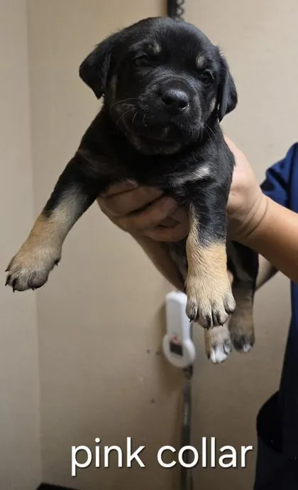 A baby small-sized male Shepherd dog named Pearl Jam for adoption in Roseville, CA